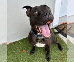 Small #12 American Pit Bull Terrier Mix