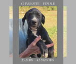 Small #4 Labrador Retriever