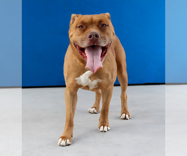 Medium Photo #2 Mutt Puppy For Sale in Pasadena, CA, USA
