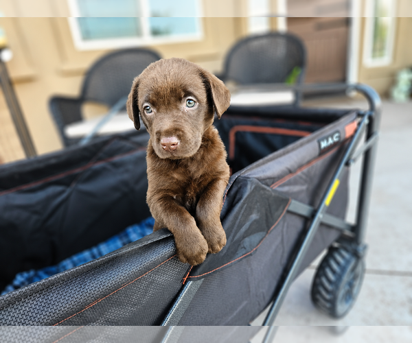 Medium Photo #4 Labrador Retriever Puppy For Sale in Clovis, CA, USA