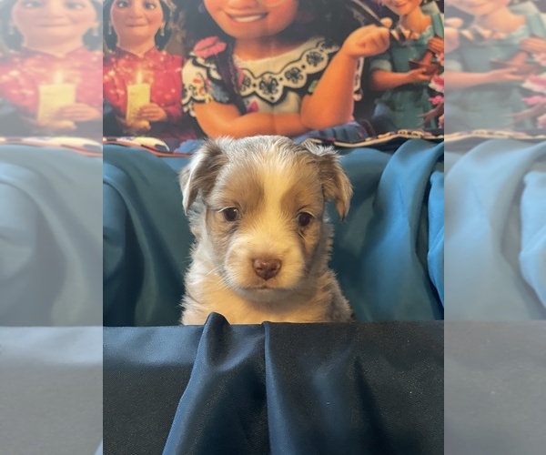 Medium Photo #4 Miniature Australian Shepherd Puppy For Sale in HILLSBORO, KS, USA