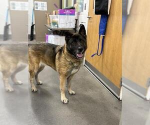 German Shepherd Dog-Unknown Mix Dogs for adoption in Forestville, MD, USA