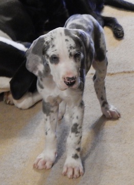 Medium Photo #11 Great Dane Puppy For Sale in SPRAGGS, PA, USA