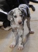 Small Photo #11 Great Dane Puppy For Sale in SPRAGGS, PA, USA