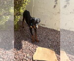 Small #1 Rottweiler