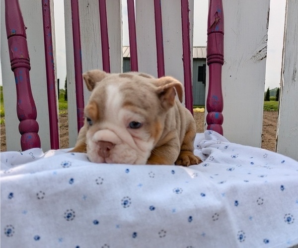 Medium Photo #10 English Bulldog Puppy For Sale in GOSHEN, IN, USA