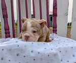 Small Photo #10 English Bulldog Puppy For Sale in GOSHEN, IN, USA