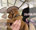Small Photo #7 Labrador Retriever Puppy For Sale in GORDONSVILLE, VA, USA