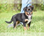 Small #1 Miniature American Shepherd