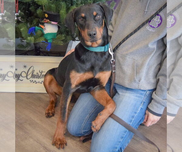 Medium Photo #4 Rotterman Puppy For Sale in Huntley, IL, USA