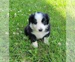 Puppy Winnie English Shepherd