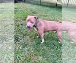Small #44 American Pit Bull Terrier Mix
