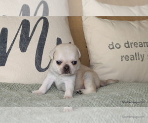 Pug Litter for sale in WINNSBORO, TX, USA