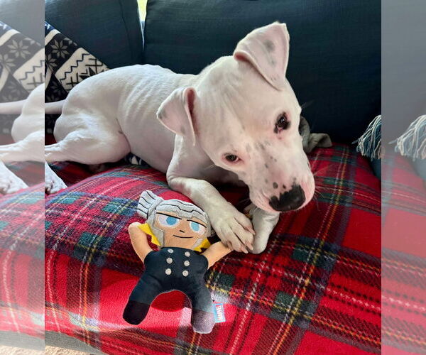 Medium Photo #3 American Pit Bull Terrier-Unknown Mix Puppy For Sale in pomfret, CT, USA