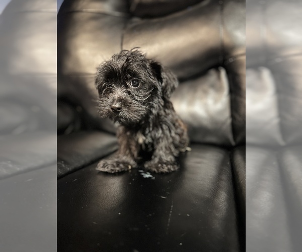 Medium Photo #12 Maltipoo Puppy For Sale in BRIDGEPORT, CT, USA
