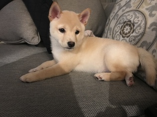 Shiba Inu Puppy for sale in GRAPEVINE, TX, USA
