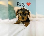 Small Photo #8 Yorkshire Terrier Puppy For Sale in COOKEVILLE, TN, USA