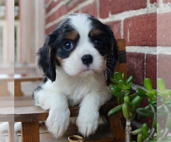 Medium Photo #1 Cavalier King Charles Spaniel Puppy For Sale in LANCASTER, PA, USA