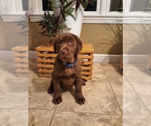 Labrador Retriever Puppy for sale in MILLERSBURG, OH, USA
