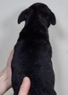 Small Photo #2 Buggs Puppy For Sale in WARSAW, IN, USA