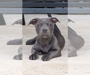 Dorgi Dogs for adoption in Rosenberg, TX, USA