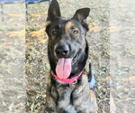 Small #1 German Shepherd Dog Mix