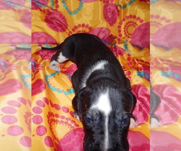 Medium Photo #6 Great Dane Puppy For Sale in SPRAGGS, PA, USA