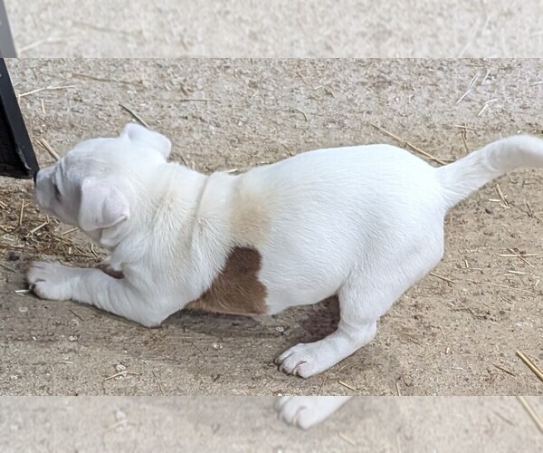 Medium Photo #16 Jack Russell Terrier Puppy For Sale in APPLE GROVE, WV, USA