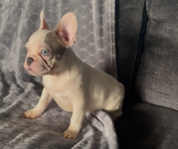 Medium Photo #3 French Bulldog Puppy For Sale in ANTIOCH, CA, USA