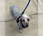 Small #3 Mutt