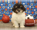 Small Photo #9 Poodle (Toy) Puppy For Sale in SHAWNEE, OK, USA