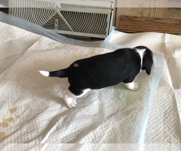 Medium Photo #2 Beagle Puppy For Sale in FORT DODGE, IA, USA