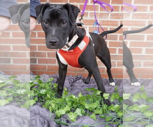 American Pit Bull Terrier-American Staffordshire Terrier Mix Dogs for adoption in Chester, VA, USA