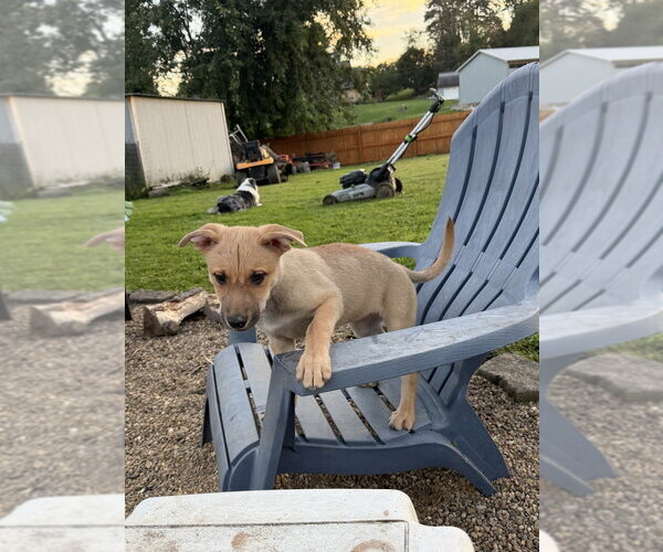 Medium Photo #3 Mutt Puppy For Sale in Springdale, PA, USA