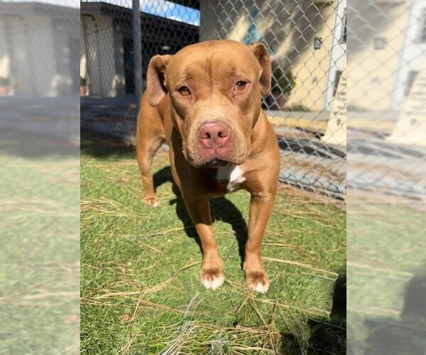 Medium Photo #2 Mutt Puppy For Sale in Downey, CA, USA