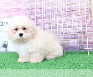 Shih-Poo Puppy for sale in BEL AIR, MD, USA
