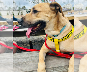 Rufus - Male Anatolian Shepherd-Labrador Retriever Mix Dog for Adoption - Photo #5