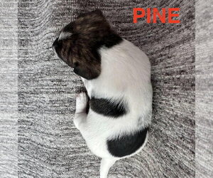 Pine - Male Chihuahua-Unknown Mix Dog for Adoption - Photo #2