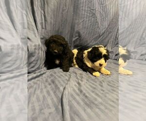 Border Collie-Poodle (Miniature) Mix Puppy for sale in HOUSTON, MO, USA