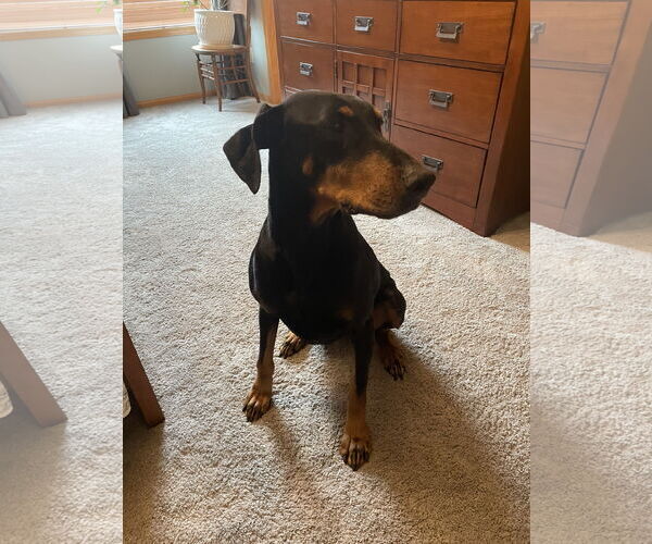 Medium Photo #5 Doberman Pinscher Puppy For Sale in Minneaoplis, MN, USA