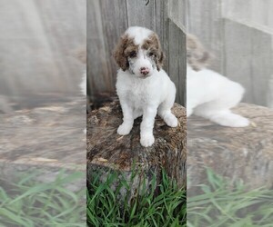 Poodle (Standard) Puppy for sale in ELMORE, OH, USA