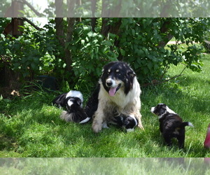 Father of the Border Collie puppies born on 05/10/2022