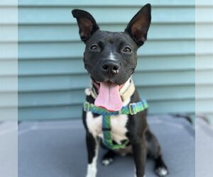 Persephone - Female Mutt Dog for Adoption - Photo #28