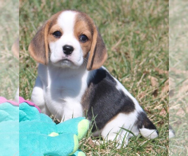 Medium Photo #4 Beagle Puppy For Sale in MORRILL, KS, USA