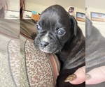 Puppy Puppy 5 Reba Boxer