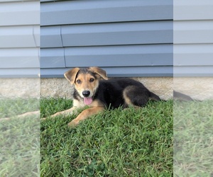 German Shepherd Dog Puppy for sale in WOODBURN, KY, USA