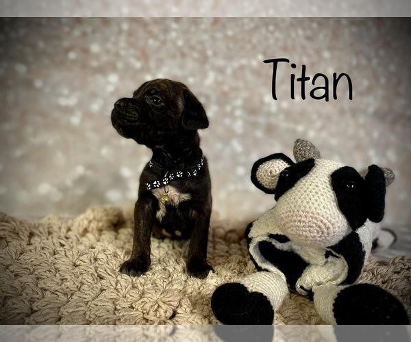 Medium Photo #9 Cane Corso Puppy For Sale in SPRING, TX, USA