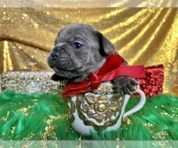 Medium Photo #82 French Bulldog Puppy For Sale in HAYWARD, CA, USA