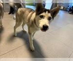 Small Photo #1  Puppy For Sale in , 
