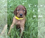 Small #5 Irish Setter